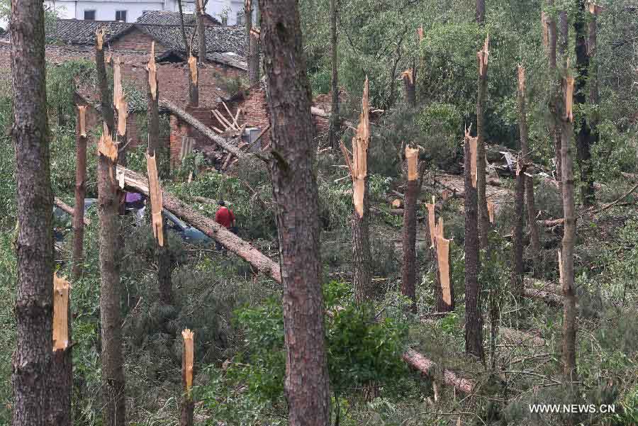 Snapped trees are seen after a tornado in Guilin, south China's Guangxi Zhuang Autonomous Region, April 17, 2013. At least six people were injured and dozens of houses destroyed when a tornado swept through parts of Guangxi on Wednesday morning. The storm hit Qixing District, Guilin City and Rongan County, Liuzhou City at around 5 a.m., local meteorological authorities said. Relief work is under way in the affected areas. (Xinhua)