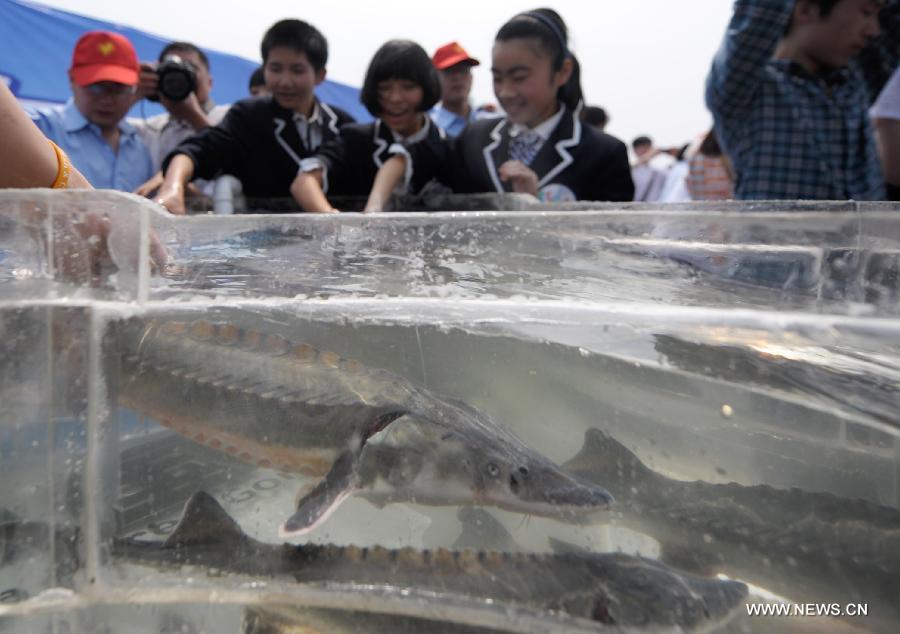 Volunteers release Chinese sturgeons into the Yangtze River in Yichang City, central China's Hubei Province, April 17, 2013. Over 8,000 parrs of Chinese sturgeon, a top-level protected species in China which lived at the same time as dinosaurs, were released on Wednesday here. (Xinhua/Xiao Yijiu)
