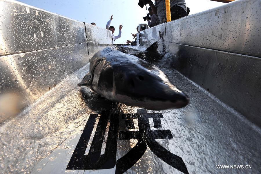 A Chinese sturgeon parr is released into the Yangtze River in Yichang City, central China's Hubei Province, April 17, 2013. Over 8,000 parrs of Chinese sturgeons, a top-level protected species in China which lived at the same time as dinosaurs, were released on Wednesday here. (Xinhua/Xiao Yijiu)