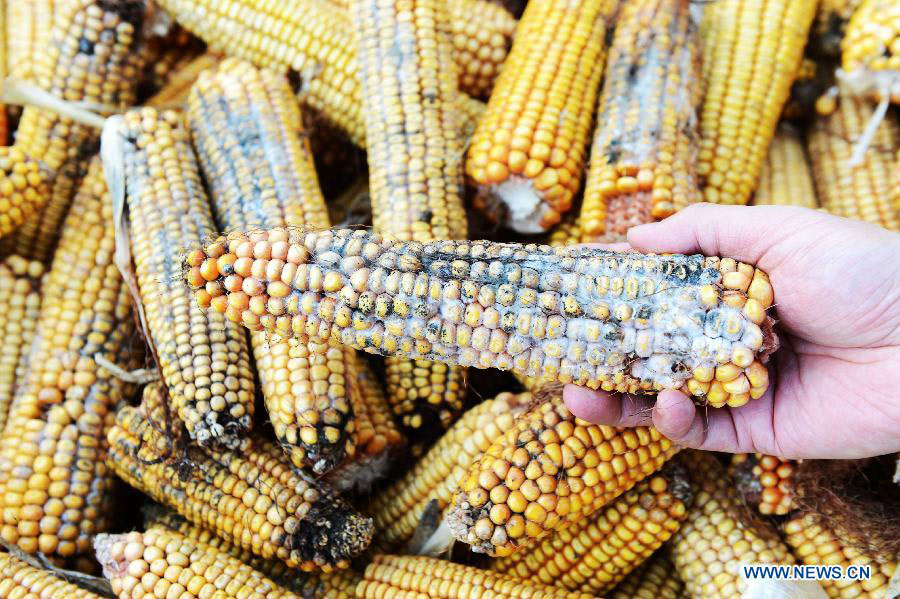 A farmer shows mouldy corns in the field which suffers from serious spring waterlogging in Luobei County, northeast China's Heilongjiang Province, April 17, 2013. Frequent snowfall last winter brought waterlogging to croplands in 63 counties, making 79.36 million mu (about 5.3 million hectares) of arable land contain too much water. Also, earlier and more frequent snowfall last winter prevented local farmers from harvesting ripe corns in time and most corns collected this spring were mouldy. Heilongjiang Province is China's largest producer of commerical grains. (Xinhua/Wang Kai)