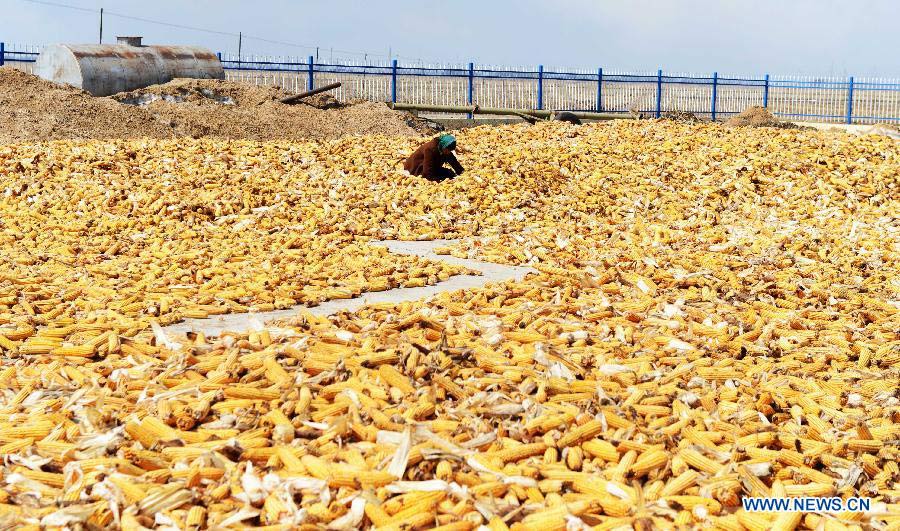 A farmer airs newly-collected corn in Luobei County, northeast China's Heilongjiang Province, April 17, 2013. Frequent snowfall last winter brought waterlogging to croplands in 63 counties, making 79.36 million mu (about 5.3 million hectares) of arable land contain too much water. Also, earlier and more frequent snowfall last winter prevented local farmers from harvesting ripe corns in time and most corns collected this spring were mouldy. Heilongjiang Province is China's largest producer of commerical grains. (Xinhua/Wang Kai)