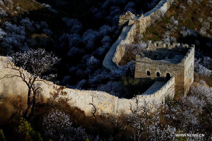 Trees in blossom cluster around the local section of the Great Wall, which dates back to the Ming Dynasty (1368-1644), at Huairou District in Beijing, capital of China, April 18, 2013. (Xinhua/Bu Xiangdong) 