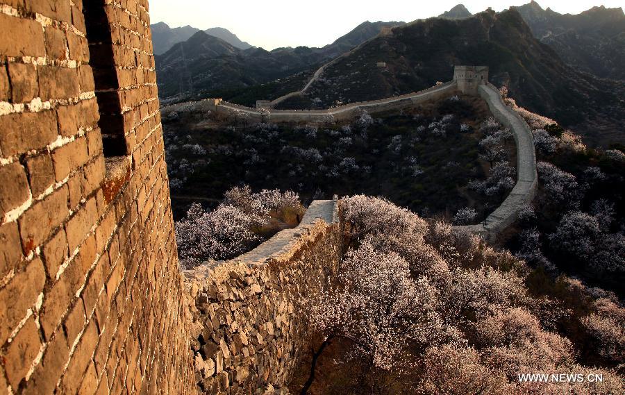 Trees in blossom cluster around the local section of the Great Wall, which dates back to the Ming Dynasty (1368-1644), at Huairou District in Beijing, capital of China, April 18, 2013. (Xinhua/Bu Xiangdong) 