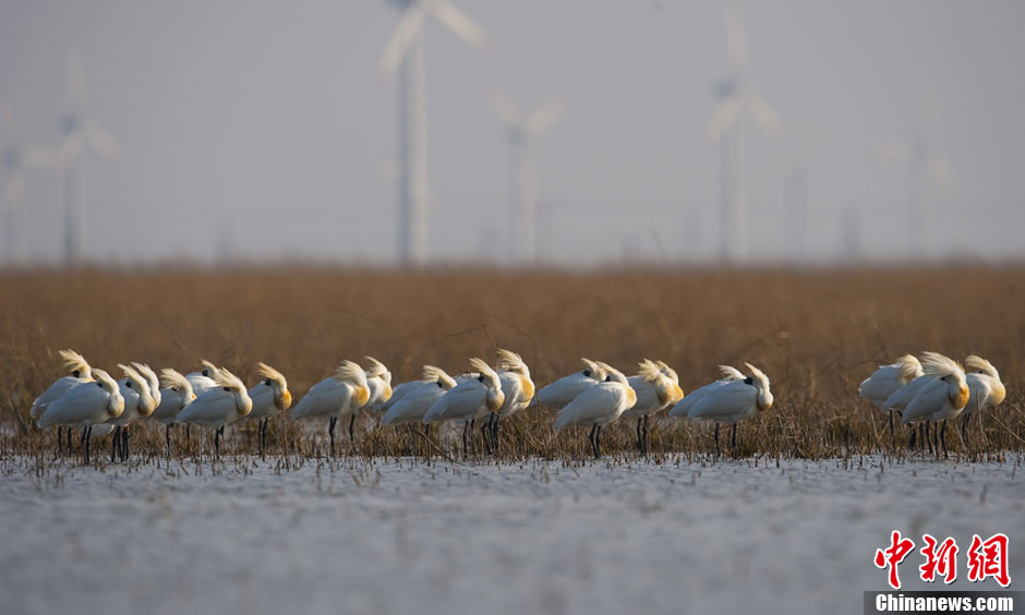 Black-faced Spoonbills take a rest on a beach in Yancheng, East China's Jiangsu Province, April 16, 2013. Since mid-March, over one thousand Black-faced Spoonbills stopped off in Yancheng on their way to the north. Black-faced Spoonbill has the most restricted distribution of all spoonbills, and it is the only one regarded as endangered. 