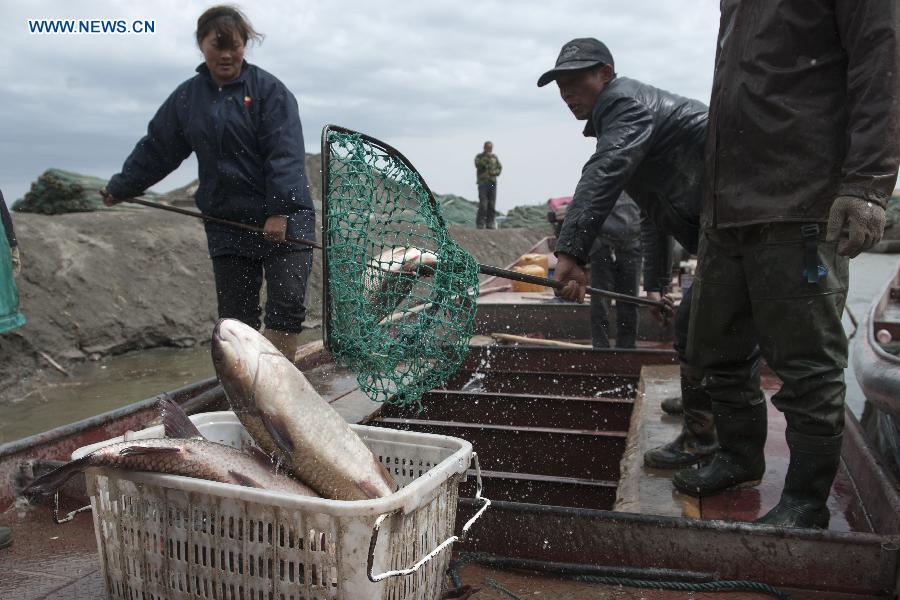 Fishermen pick up fish in Bohu County, northwest China's Xinjiang Uygur Autonomous Region, April 19, 2013. The fishing moratorium of Bosten Lake, China's largest inland freshwater lake, lasts from March 21 to June 20 each year. During this period of time, fish supply are limited to 1.5 tonnes per day through fence fishing at river mouths in the upstream of Kaidu River, the headstream of Bosten Lake. (Xinhua/Jiang Wenyao) 