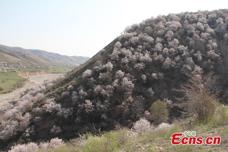 The wild cherry plum trees are in full bloom in Daxigou, Huocheng County, Northwest China's Xinjiang Uyghur Autonomous Region. (CNS/Ding Li)