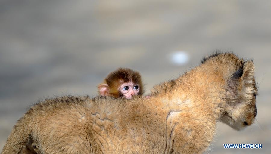 A baby lion and a baby monkey play at the Guaipo Manchurian Tiger Park in Shenyang, capital of northeast China's Liaoning Province, April 19, 2013. The 32-day-old baby lion and the 16-day-old monkey have become intimate friends. They are both fed by keepers after birth as their mothers lack breast milk. (Xinhua/Yao Jianfeng)