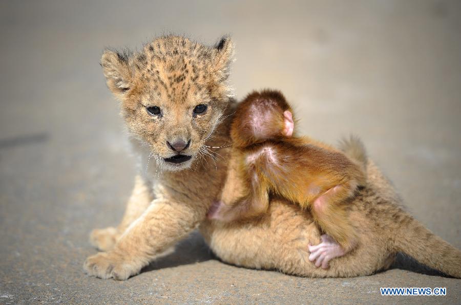 A baby lion and a baby monkey play at the Guaipo Manchurian Tiger Park in Shenyang, capital of northeast China's Liaoning Province, April 19, 2013. The 32-day-old baby lion and the 16-day-old monkey have become intimate friends. They are both fed by keepers after birth as their mothers lack breast milk. (Xinhua/Yao Jianfeng)