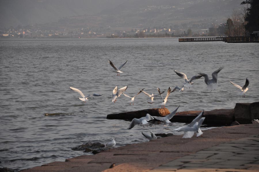 Photo shows the scenery of the wetland park at the Qionghai Lake in Xichang City, southwest China's Sichuan Province. (China.org.cn)