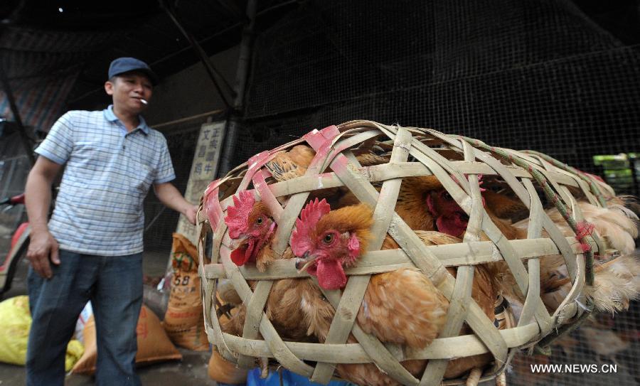 A vender works at a poultry market in Haikou, capital of south China's Hainan Province, April 26, 2013. Since the outbreak of the H7N9 avian flue virus, the poultry market in Hainan has been seriously affected, with the poultry price slumping by 40-60 percent on average. The local government has taken measures to step up monitoring efforts so as to ensure the healthy development of poultry industry. (Xinhua/Zhao Yingquan)