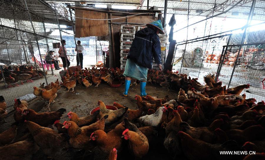 A vender works at a poultry market in Haikou, capital of south China's Hainan Province, April 26, 2013. Since the outbreak of the H7N9 avian flue virus, the poultry market in Hainan has been seriously affected, with the poultry price slumping by 40-60 percent on average. The local government has taken measures to step up monitoring efforts so as to ensure the healthy development of poultry industry. (Xinhua/Zhao Yingquan) 