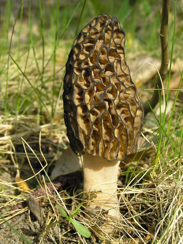 Brightly-colored fungi  (9)