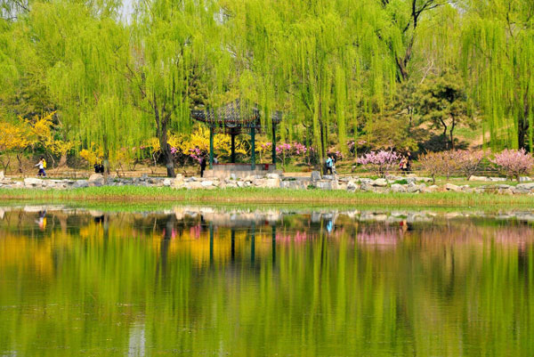 The park in Beijing's Haidian District at the old Summer Palace is bursting with new leaves and blooming flowers on Wednesday, April 24, 2013. [Photo:CRIENGLISH.com/Song Xiaofeng]