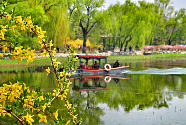 The park in Beijing's Haidian District at the old Summer Palace is bursting with new leaves and blooming flowers on Wednesday, April 24, 2013. [Photo:CRIENGLISH.com/Song Xiaofeng]