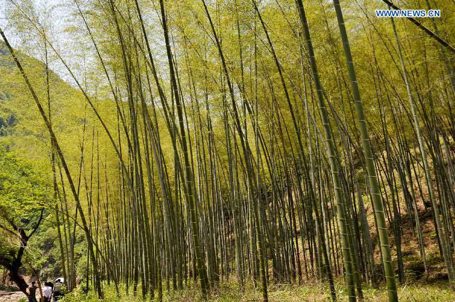 Photo taken on April 26, 2013 shows the scenery in Jingxian County, Xuancheng City, east China's Anhui Province. (Xinhua/Guo Chen) 