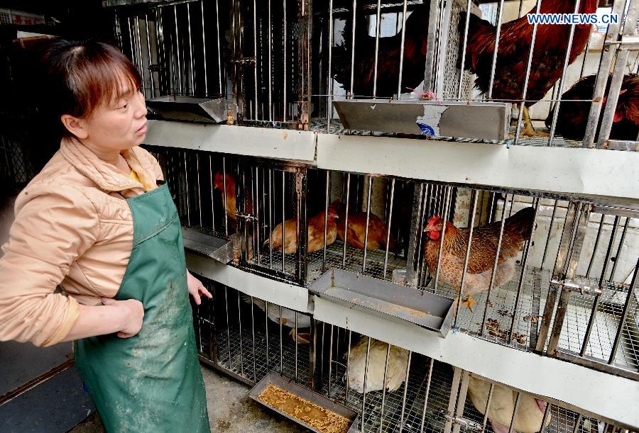 A vendor stands by her chicken coop in Fuqing, southeast China's Fujian Province, April 26, 2013. Health authorities in Fujian Province on Friday confirmed the province's first human case of H7N9 avian influenza. (Xinhua/Zhang Guojun)