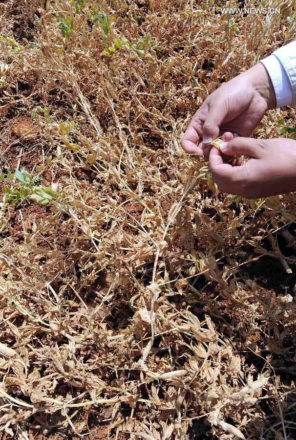 A villager shows the dried-up pea sprouts in Qingshan Village of Qujing City, southwest China's Yunnan Province, April 8, 2013. Over 12 million people were affected by the lingering drought in the province. (Xinhua/Yang Zongyou)