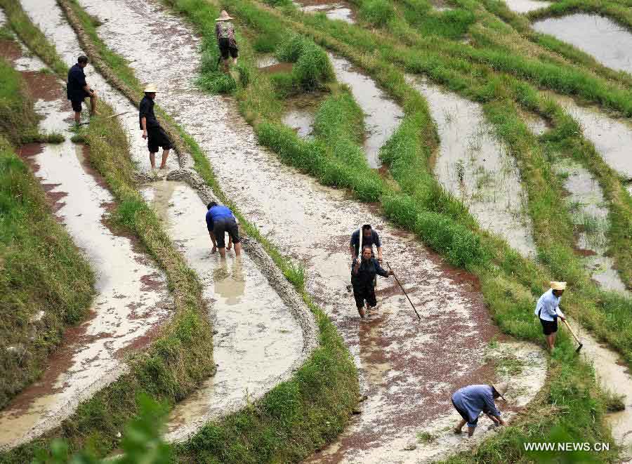 Villagers work at a terrace field after a traditional ritual in Longji Village of Guilin City, south China's Guangxi Zhuang Autonomous Region, April 27, 2013. Local people of Zhuang ethnic group gave performance and symbolically ploughed the filed to pray for good harvest during the annual ritual on Saturday. (Xinhua/Lu Bo'an) 