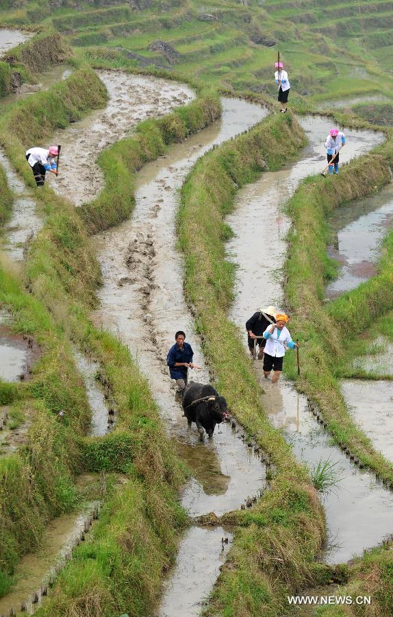 Villagers work at a terrace field after a traditional ritual in Longji Village of Guilin City, south China's Guangxi Zhuang Autonomous Region, April 27, 2013. Local people of Zhuang ethnic group gave performance and symbolically ploughed the filed to pray for good harvest during the annual ritual on Saturday. (Xinhua/Lu Bo'an)  