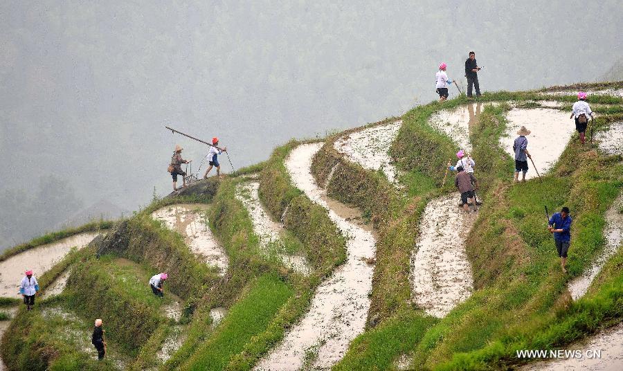 Villagers work at a terrace field after a traditional ritual in Longji Village of Guilin City, south China's Guangxi Zhuang Autonomous Region, April 27, 2013. Local people of Zhuang ethnic group gave performance and symbolically ploughed the filed to pray for good harvest during the annual ritual on Saturday. (Xinhua/Lu Bo'an)  