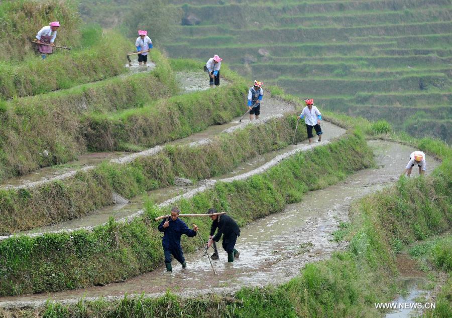 Villagers work at a terrace field after a traditional ritual in Longji Village of Guilin City, south China's Guangxi Zhuang Autonomous Region, April 27, 2013. Local people of Zhuang ethnic group gave performance and symbolically ploughed the filed to pray for good harvest during the annual ritual on Saturday. (Xinhua/Lu Bo'an)  