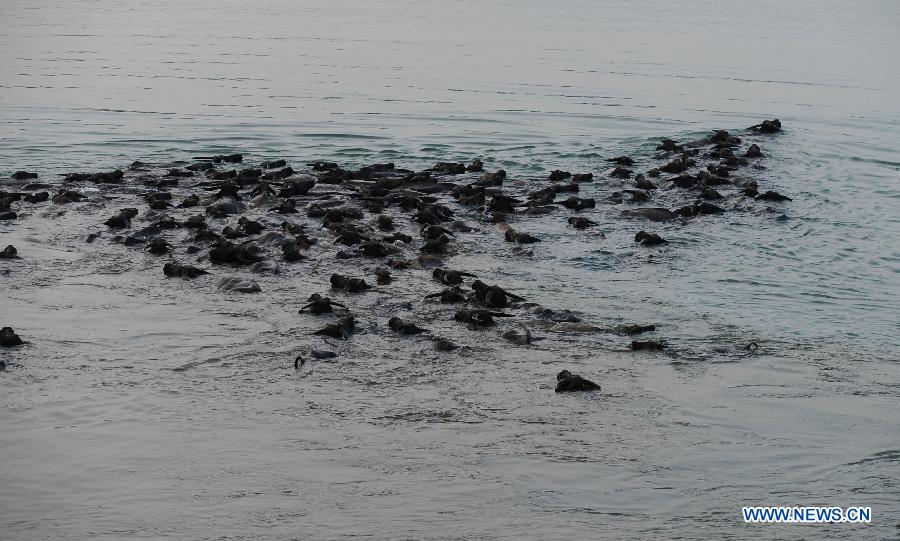 A herd of buffalos swim in the Jialing River to forage for food in Youfanggou Village of Peng'an County, southwest China's Sichuan Province, April 27, 2013. Every year from late spring to early autumn, buffalos here usually swim to an island amid the Jialing River for fresh grass. (Xinhua/Zhou Hui)