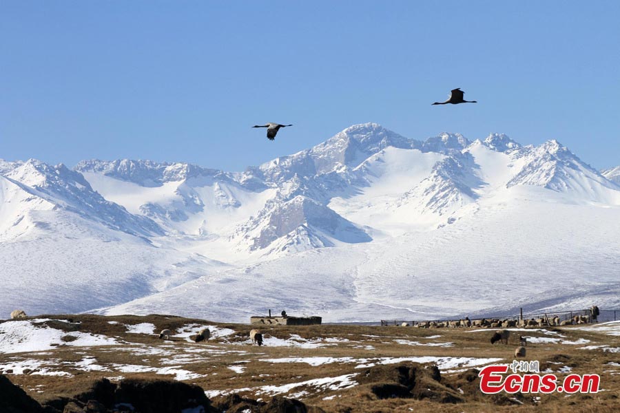 Swans fly above Bayanblak Wetlands in Hejing County, Northwest China's Xinjiang Uyghur Autonomous Region. The Bayanblak Wetlands turned into a wonderland in spring as herdsmen and wildlife live in harmony with nature. (CNS)