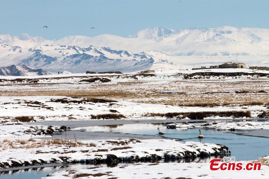 Swans swim on a river in Bayanblak Wetlands in Hejing County, Northwest China's Xinjiang Uyghur Autonomous Region. The Bayanblak Wetlands turned into a wonderland in spring as herdsmen and wildlife live in harmony with nature. (CNS)