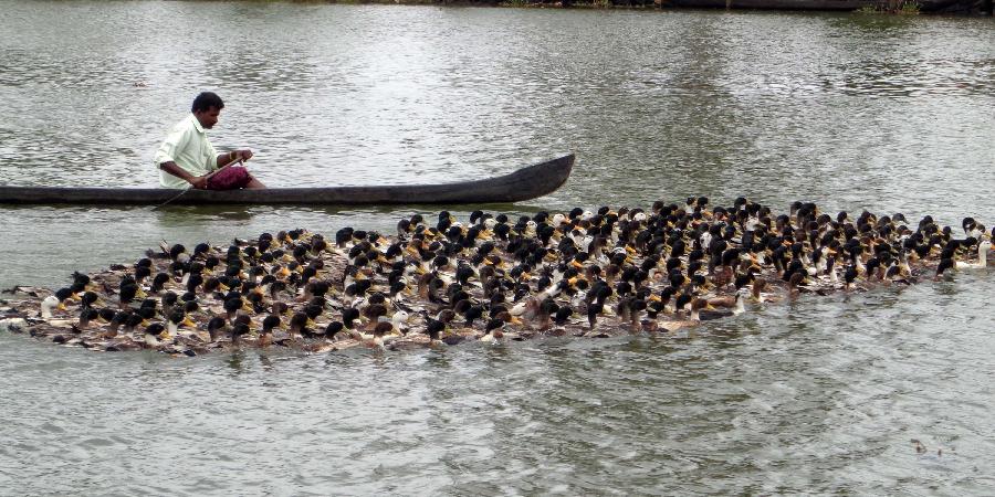 A man on his boat guides his ducks across the Alappuzha Lake in Kerala, south India, April 27, 2013. (Xinhua/Stringer)