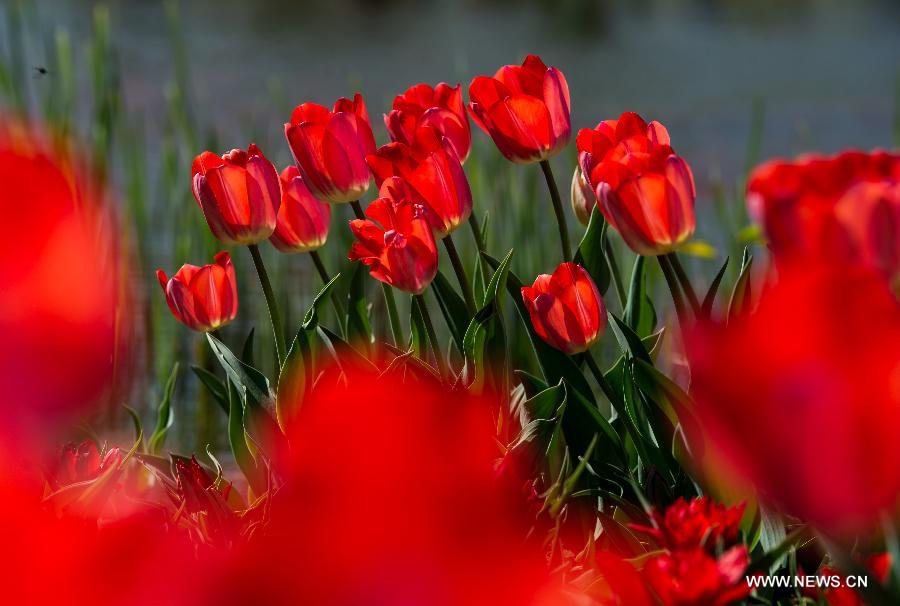 Tulip blossom at the Beijing International Flower Port in Beijing, capital of China, April 29, 2013. A tulip cultural gala was held here, presenting over 4 million tulips from more than 100 species. (Xinhua/Luo Xiaoguang) 