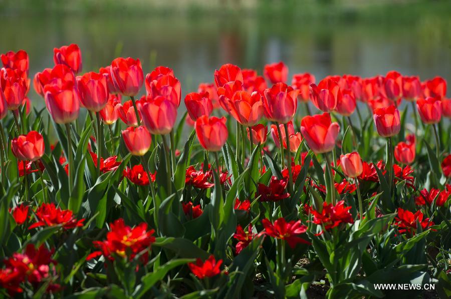 Tulip blossom at the Beijing International Flower Port in Beijing, capital of China, April 29, 2013. A tulip cultural gala was held here, presenting over 4 million tulips from more than 100 species. (Xinhua/Luo Xiaoguang) 