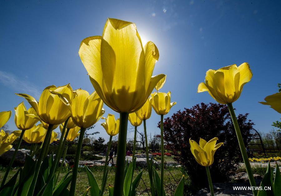 Tulip blossom at the Beijing International Flower Port in Beijing, capital of China, April 29, 2013. A tulip cultural gala was held here, presenting over 4 million tulips from more than 100 species. (Xinhua/Luo Xiaoguang) 