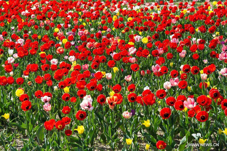 Tulip blossom at the Beijing International Flower Port in Beijing, capital of China, April 29, 2013. A tulip cultural gala was held here, presenting over 4 million tulips from more than 100 species. (Xinhua/Luo Xiaoguang) 