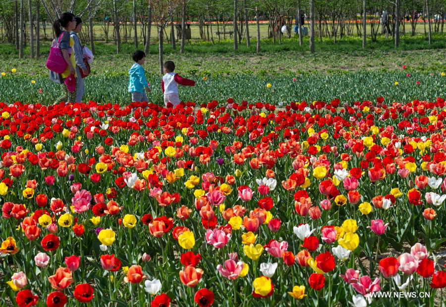 Tourists walk on a pathway in the flower fields at the Beijing International Flower Port in Beijing, capital of China, April 29, 2013. A tulip cultural gala was held here, presenting over 4 million tulips from more than 100 species. (Xinhua/Luo Xiaoguang) 