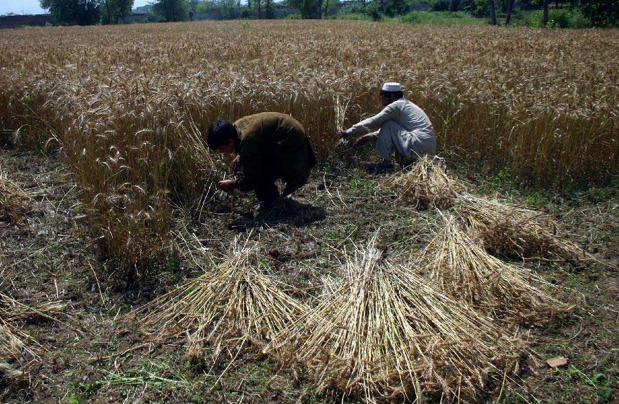 Pakistani farmers harvest wheat in a field in the suburbs of northwest Pakistan's Peshawar, May 1, 2013. According to reports, the wheat production in Pakistan this year would be around 26.346 million tons, with an increase of about 2.316 million tons over last year. (Xinhua/Ahmad Sidique)