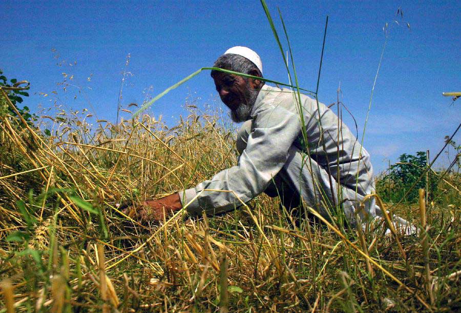 A Pakistani farmer harvests wheat in a field in the suburbs of northwest Pakistan's Peshawar, May 1, 2013. According to reports, the wheat production in Pakistan this year would be around 26.346 million tons, with an increase of about 2.316 million tons over last year. (Xinhua/Ahmad Sidique)