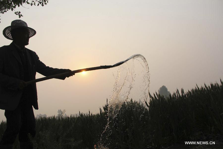 A farmer waters the wheat field in Chengguan Township of Neihuang County in Anyang City, central China's Henan Province, May 3, 2013. Farmers here are busy with taking care of the crop to ensure the summer wheat harvest. (Xinhua/Liu Xiaokun)