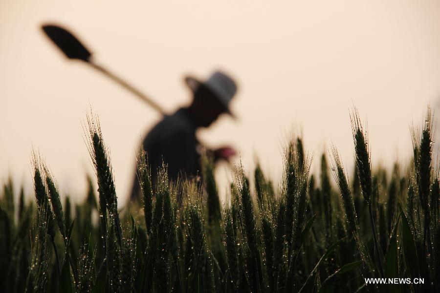 A farmer carrying a shovel walks in the wheat field in Xichanggu Village of Chengguan Township of Neihuang County in Anyang City, central China's Henan Province, May 3, 2013. Farmers here are busy with taking care of the crop to ensure the summer wheat harvest. (Xinhua/Liu Xiaokun)