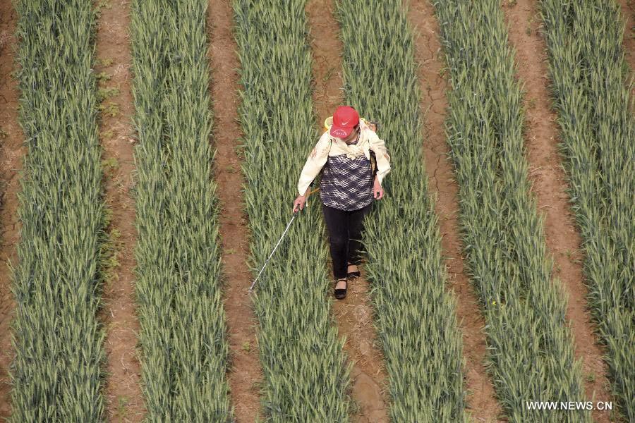 A farmer sprays pesticide in the wheat field in Chengguan Township of Neihuang County in Anyang City, central China's Henan Province, May 3, 2013. Farmers here are busy with taking care of the crop to ensure the summer wheat harvest. (Xinhua/Liu Xiaokun)