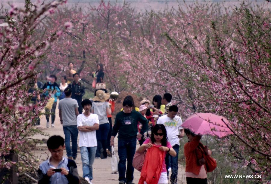 Tourists enjoy blooming peach blossoms in Pinggu Dictrict, on the outskirt of Beijing, capital of China, May 3, 2013. Pinggu is one of the biggest fruit producing areas of the capital and specializes in growing peaches of over 40 varieties. (Xinhua/Li Xin)