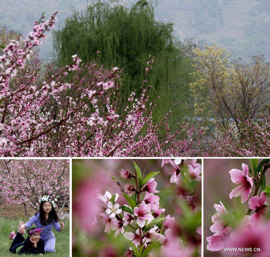 This combined photo shows blooming peach blossoms in Pinggu Dictrict, on the outskirt of Beijing, capital of China, May 3, 2013. Pinggu is one of the biggest fruit producing areas of the capital and specializes in growing peaches of over 40 varieties. (Xinhua/Li Xin)