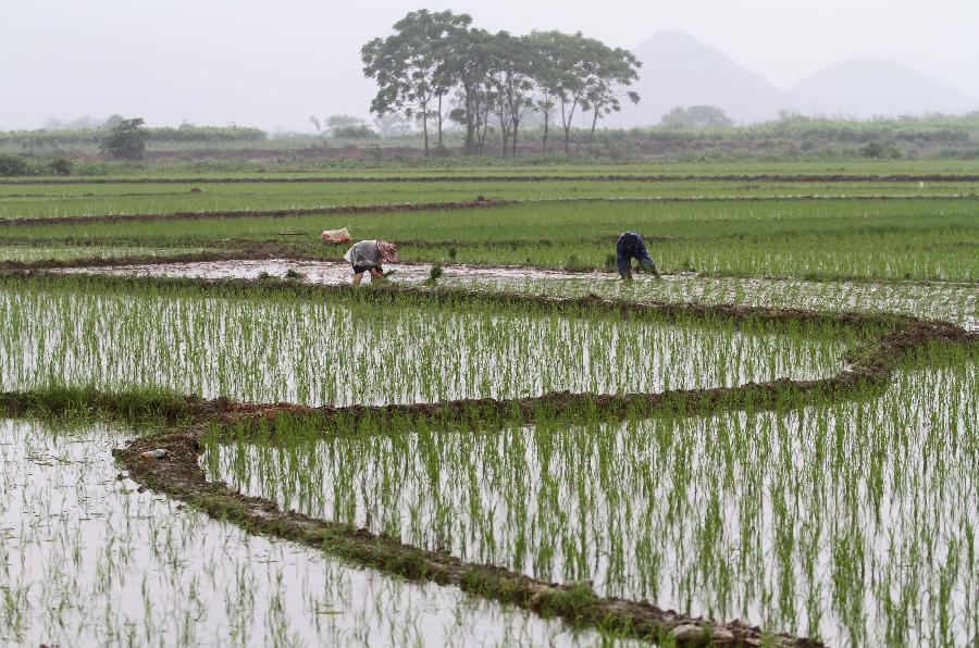 Farmers transplant rice seedlings in the field in Dahu Village of Guzhai Mulam Township in Liucheng County, southwest China's Guangxi Zhuang Autonomous Region, May 3, 2013. As the summer approaches, farmers here are busy with planting crops. (Xinhua/Deng Keyi)