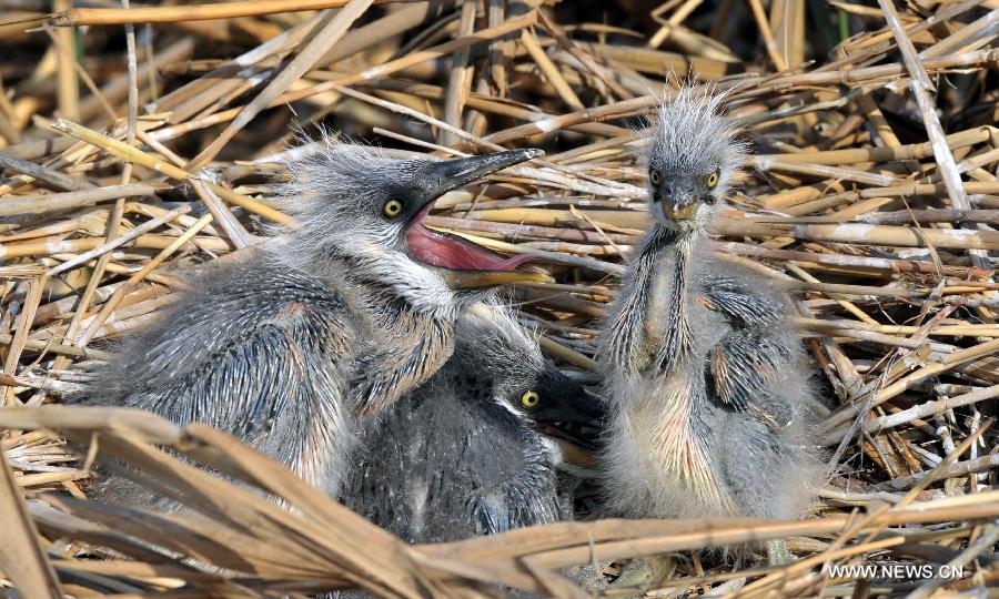 Nestlings rest in a nest in the Shahu Lake scenic area of northwest China's Ningxia Hui Autonomous Region, May 4, 2013. A large number of migratory birds fly to the Shahu Lake area in Ningxia every year for resting and feeding nestlings.(Xinhua/Liu Quanlong) 