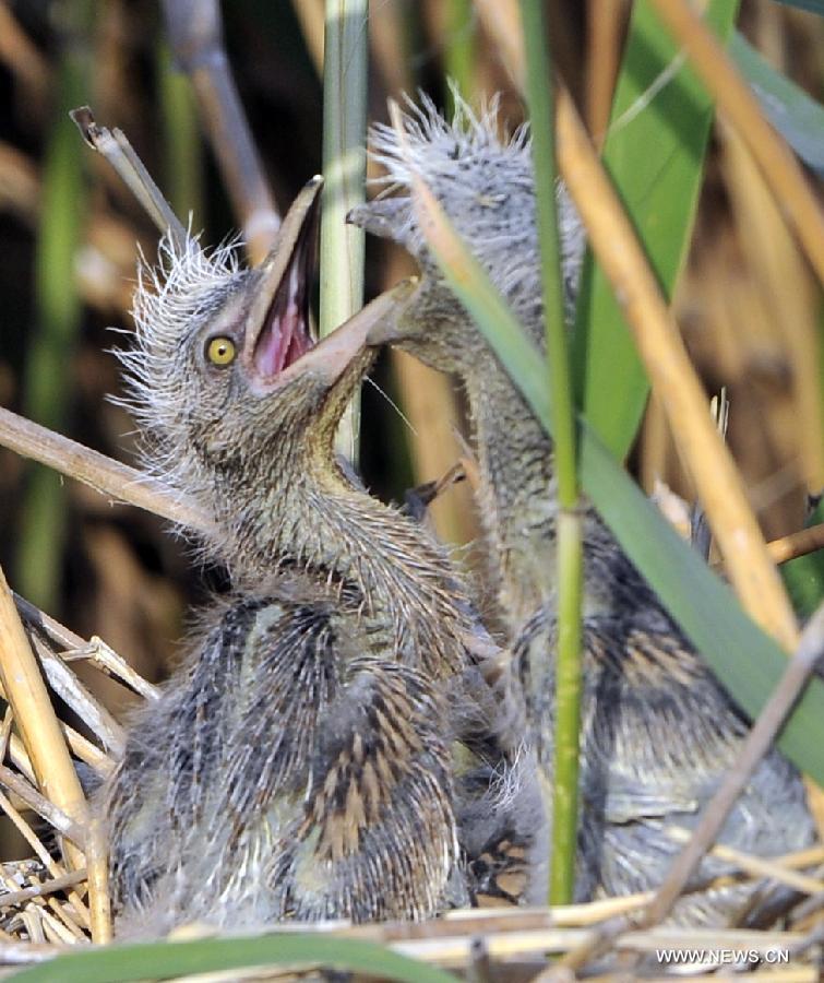 Nestlings rest in a nest in the Shahu Lake scenic area of northwest China's Ningxia Hui Autonomous Region, May 4, 2013. A large number of migratory birds fly to the Shahu Lake area in Ningxia every year for resting and feeding nestlings. (Xinhua/Liu Quanlong) 