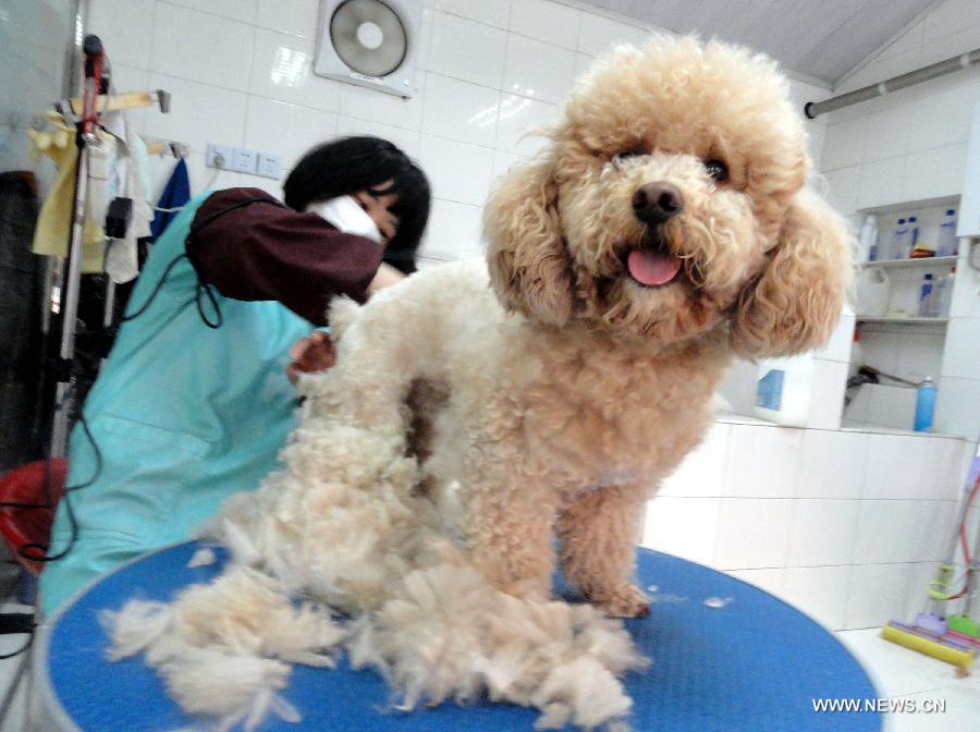 A dog recieves a hair trim at a pet beauty salon in Suzhou, east China's Jiangsu Province, May 5, 2013. Sunday is the beginning of the 7th solar term in Chinese lunar calendar, which indicates the coming of summer. Many people in Suzhou have their pets trimmed to spend the heat summer. (Xinhua/Wang Jiankang) 