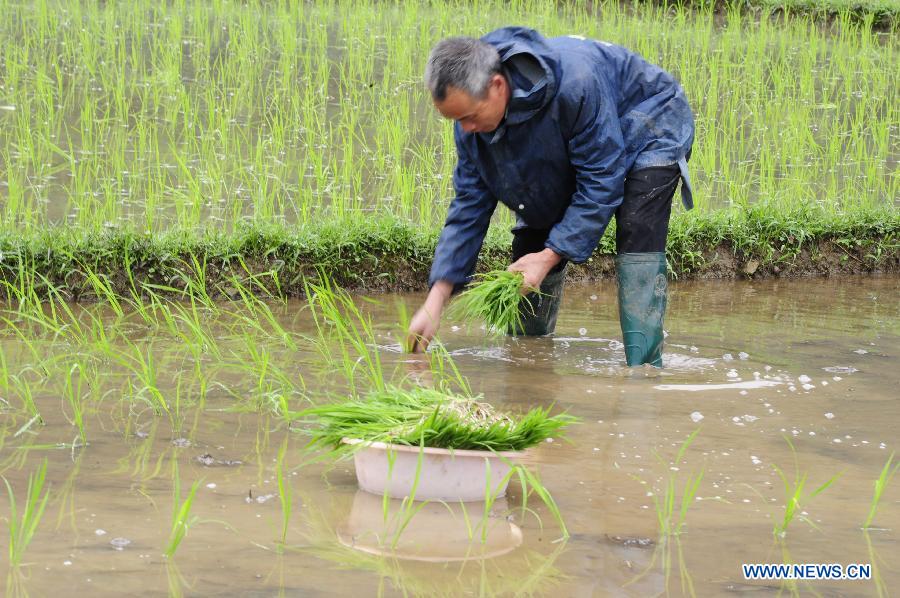 A farmer transplants rice seedings at Yong'an Village of Dongmen Town in Hechi City, south China's Guangxi Zhuang Autonomous Region, May 5, 2013. Sunday is the beginning of the 7th solar term in Chinese lunar calendar, which indicates the coming of summer. (Xinhua/Wu Yaorong)