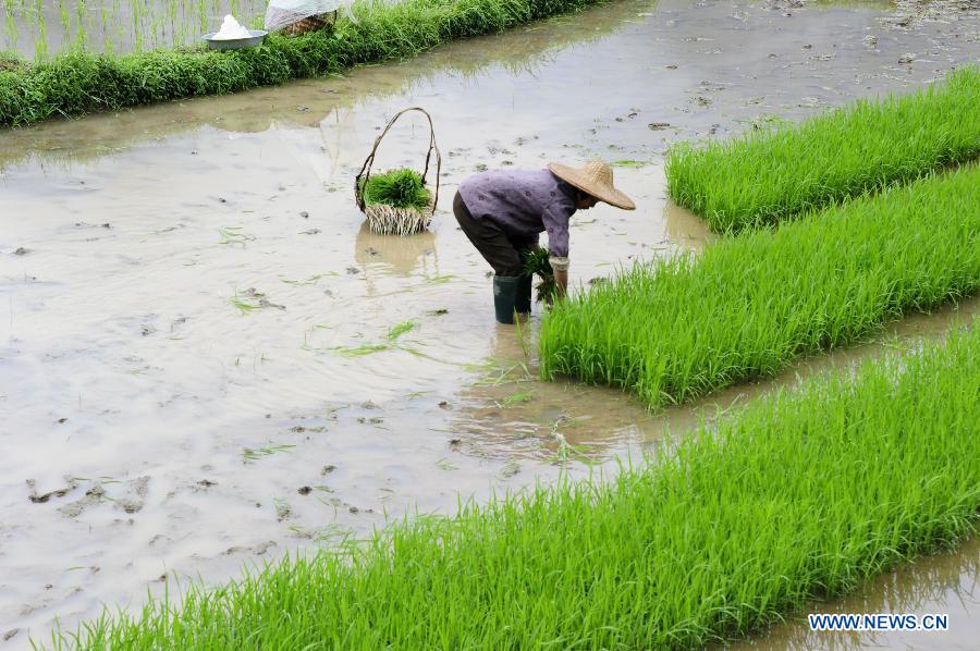 A farmer transplants rice seedings at Yong'an Village of Dongmen Town in Hechi City, south China's Guangxi Zhuang Autonomous Region, May 5, 2013. Sunday is the beginning of the 7th solar term in Chinese lunar calendar, which indicates the coming of summer. (Xinhua/Wu Yaorong) 