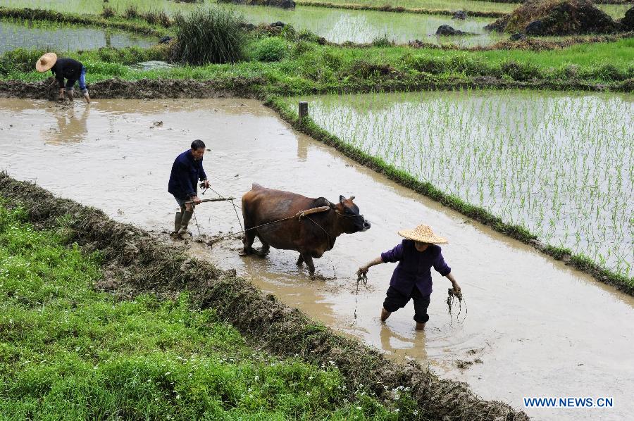Farmers work in the field at Yong'an Village of Dongmen Town in Hechi City, south China's Guangxi Zhuang Autonomous Region, May 5, 2013. Sunday is the beginning of the 7th solar term in Chinese lunar calendar, which indicates the coming of summer. (Xinhua/Wu Yaorong)