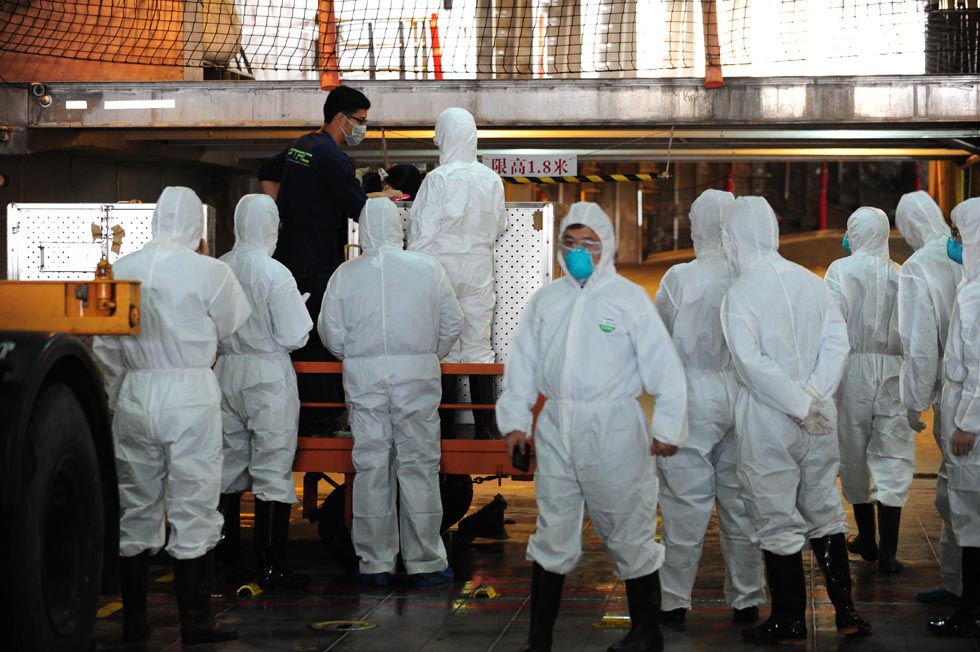 Staff in protective clothing waits for a couple of orangutans from Taiwan at Fuzhou customs on April 29. The arrival of the two orangutans marks the first animal exchange program between Fuzhou and Taiwan. (Xinhua Photo/ Lin Shanchuan)