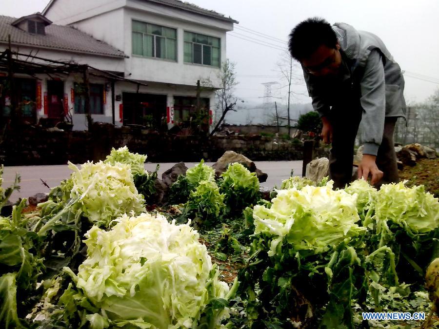 A villager checks on the vegetables which were hit by hails in the Lvfang Village in Xiuwen County, southwest China's Guizhou Province, May 7, 2013. The central, south central and southeast parts of Guizhou were hit by hails and storms from Monday to Tuesday, disturbing local traffic and power service and causing damage to agricultural production. (Xinhua/Yang Chao)